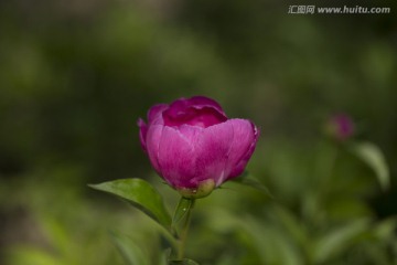 美丽的芍药花