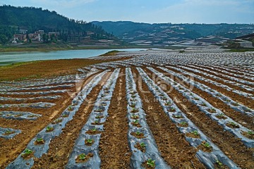 烟田