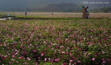 格桑花