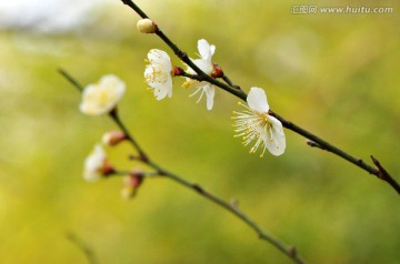 白梅花