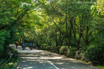 大夫山林公园道路