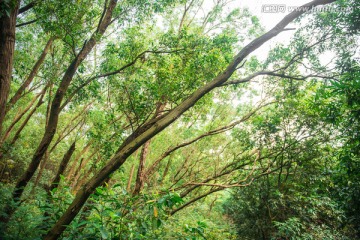 森林大树番禺大夫山森林公园