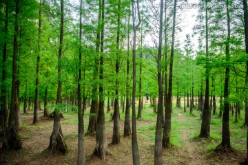 翠绿树林