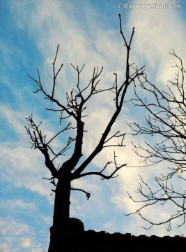 树影 蓝天