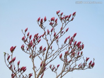 玉兰花