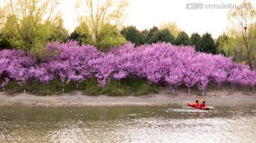 奥林匹克森林公园春景