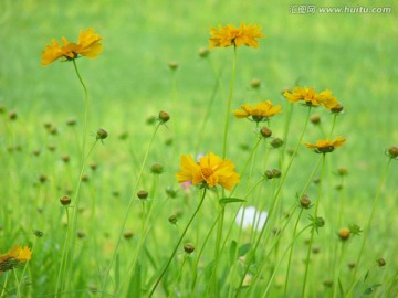 花烂漫