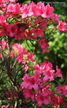 杜娟 杜鵑花 高清