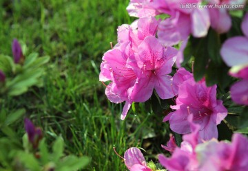 杜鹃花特写 粉红杜鹃