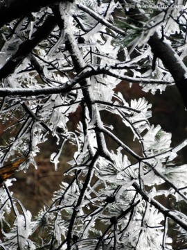 雪松