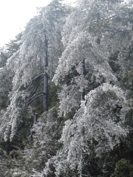 雪松