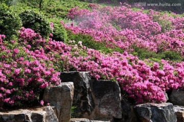 杜鹃花