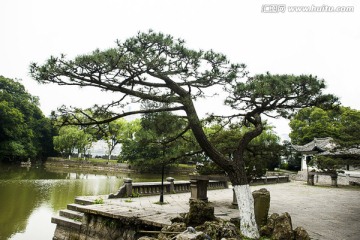 盆景 盆栽 树木