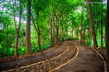 林荫大道