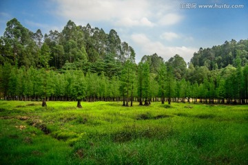 树林草地