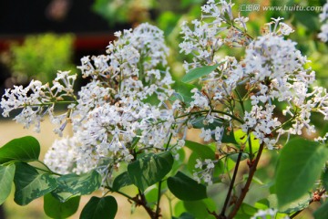 丁香花