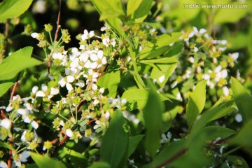 小白花