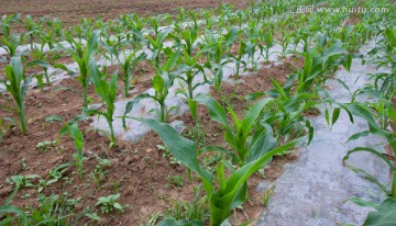 玉米地 玉米苗 玉米种植