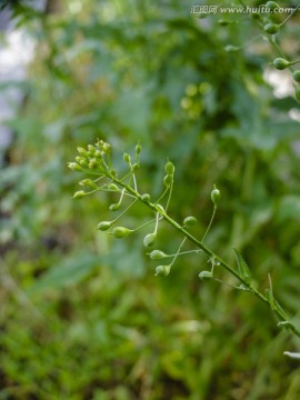 植被