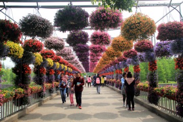 花橋