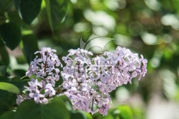 丁香花