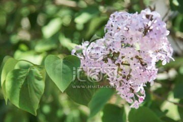 丁香花