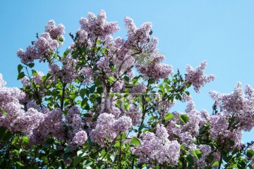 丁香花