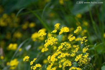 野菊花