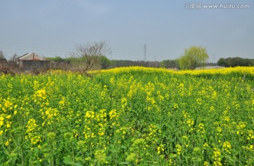 油菜花海