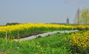 油菜花海