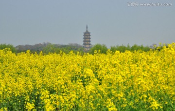 油菜花海