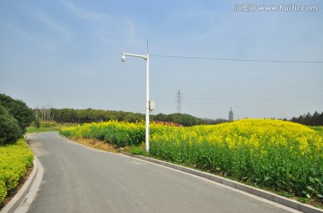 油菜花海