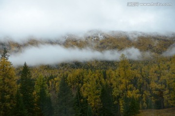 森林植被 云雾
