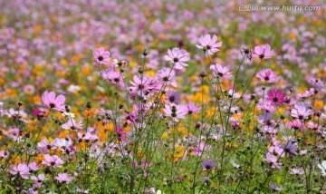 格桑花