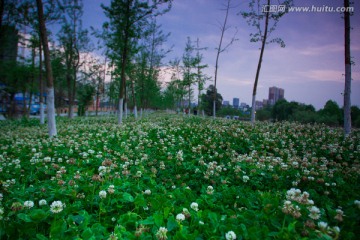 绿色植被