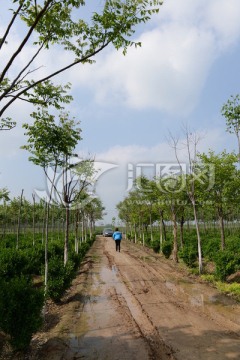 园林苗木 苗圃