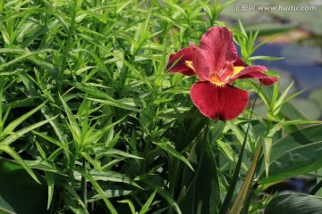 鸢尾花