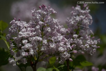 紫色丁香花