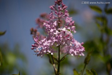 紫色丁香花