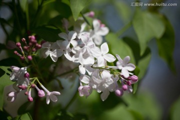 紫色丁香花