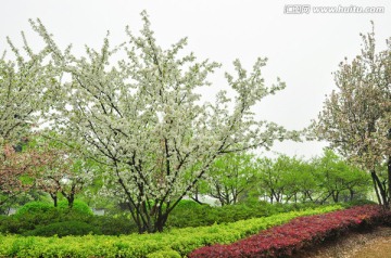 垂丝海棠