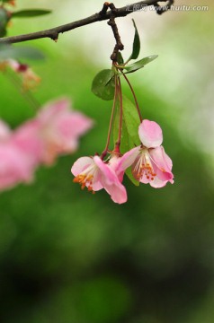 垂丝海棠