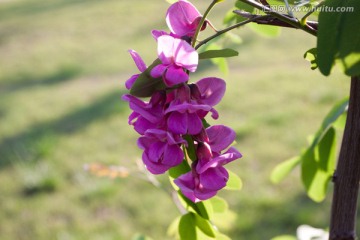 一枝紫槐花