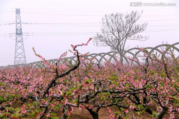 桃花