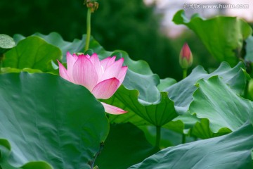 夏季荷花莲花