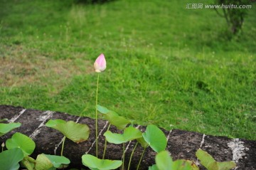 荷花荷叶