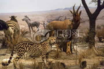 非洲猎豹