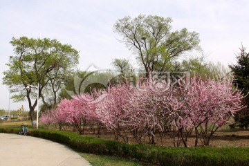 春天 桃花