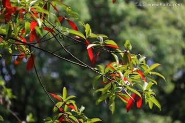 树叶树枝