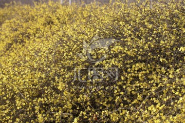 迎春花 花丛